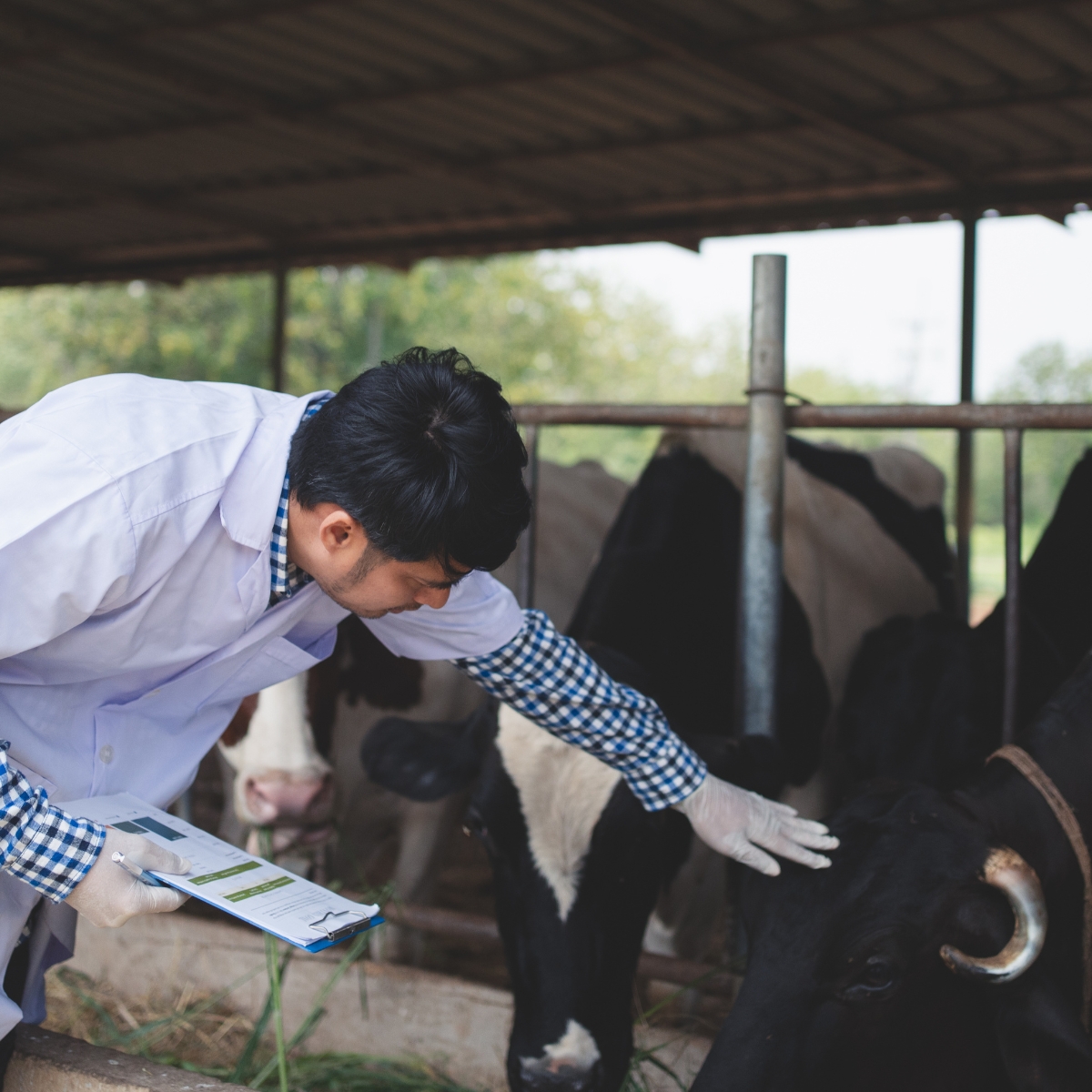 Animal Health Issues Detected Too Late